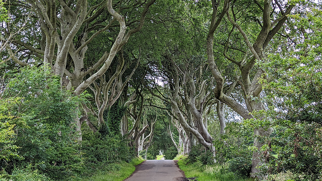 Still travelling. Retracing the Trunk 